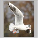 Larus ridibundus - Lachmoewe 09.jpg